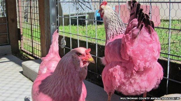 Pink chickens