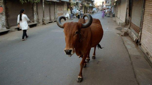 A cow walking down a street in India