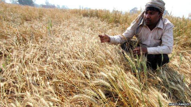 Unseasonal rains have destroyed Ram Lal's crops