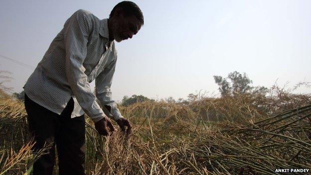 Pappu says he is "devastated" due to the crop damage