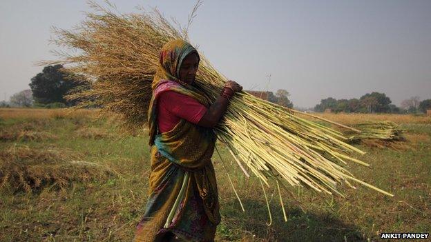 Surfali fears that her earning will go down drastically this harvest year