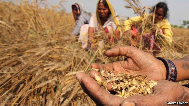 What crops have suffered the most due the unseasonal rains