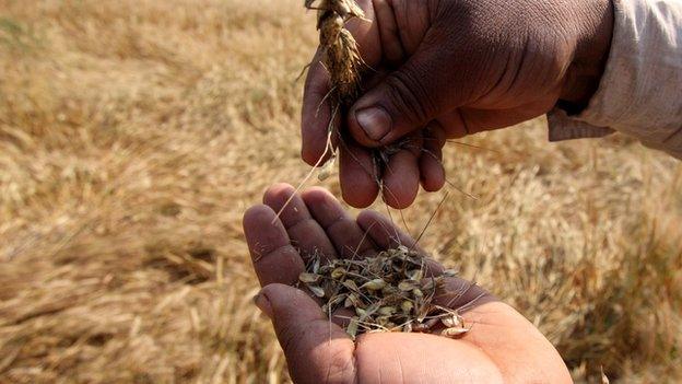 Wheat loss