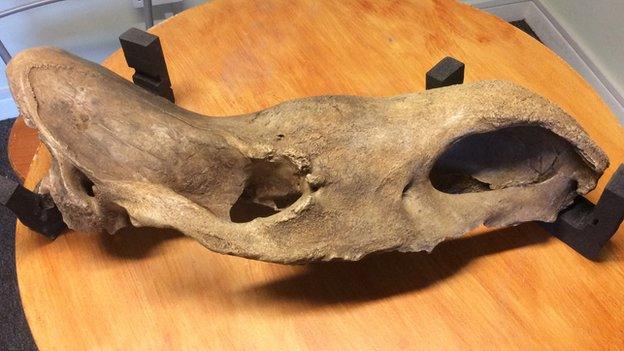 Woolly rhino skull