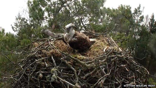 Ospreycam