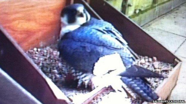 Peregrine falcons at Salisbury Cathedral