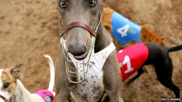 Greyhounds in Sydney, Australia (file image)