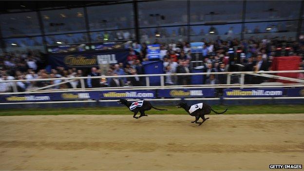 Greyhound race in Wimbledon, England (May 2014)