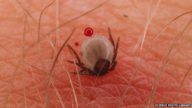 A tick on a human leg