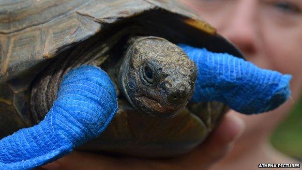 Pet tortoise