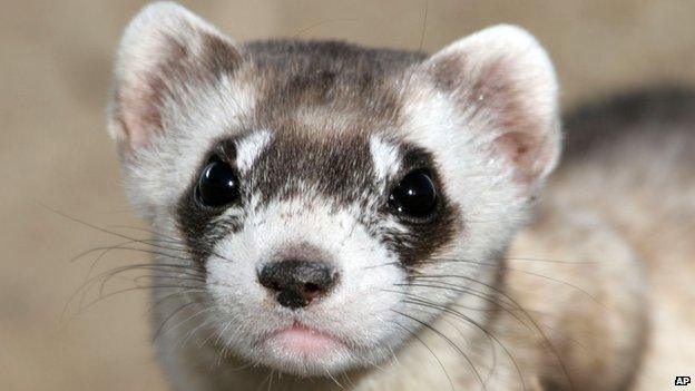 Black-footed ferret