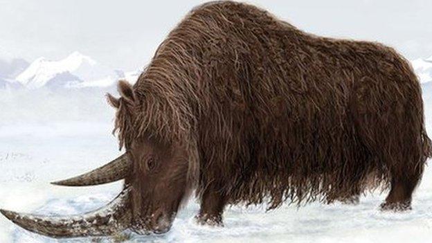 Woolly rhino impression (Julie Naylor)