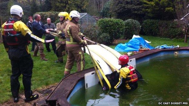 Pig rescue in Dorset