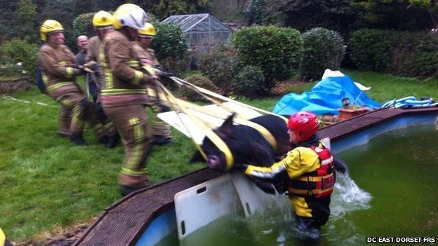 Pighauled out of swimming pool