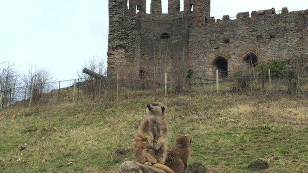 Dudley Zoo meerkats under the shadow of the town's castle