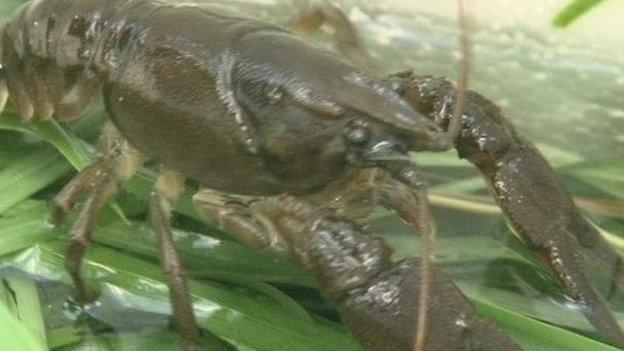 White-clawed crayfish