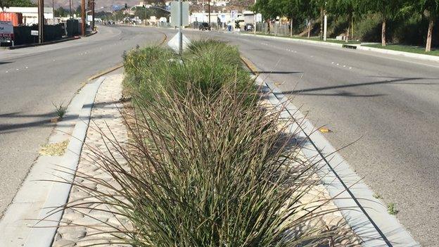 Median ornamental grasses