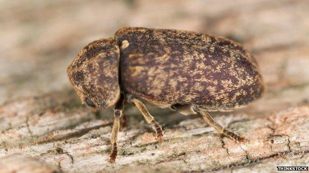 Death watch beetle