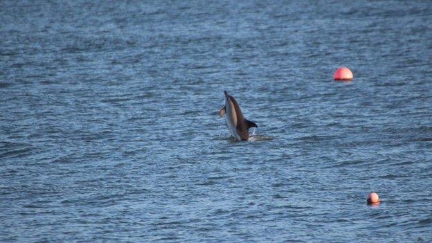 Short-beaked, common dolphin