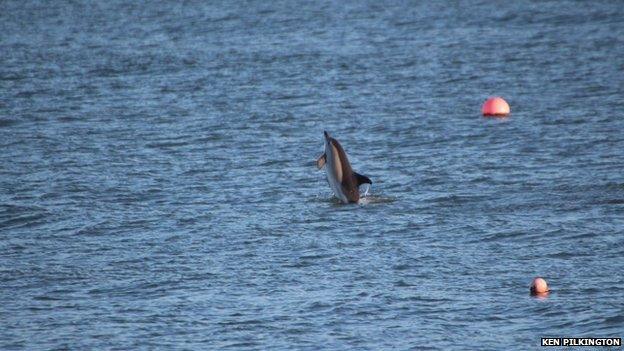 Short-beaked, common dolphin