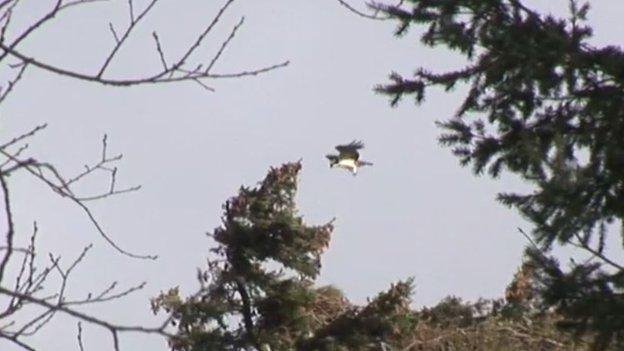 Osprey