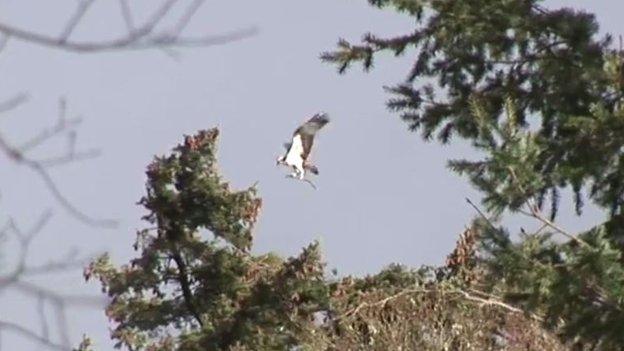 Osprey 3