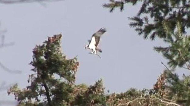 Osprey 3