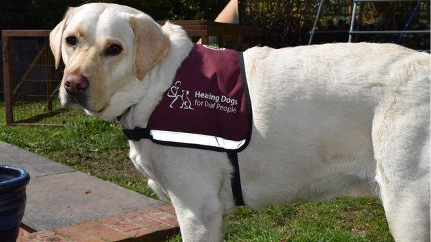 Tanni the hearing dog