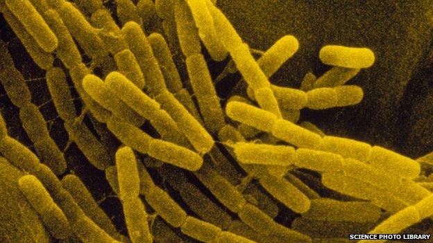 Bacillus cereus bacteria