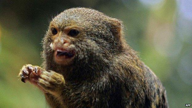Pygmy marmoset at Skansen zoo
