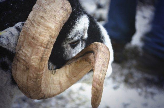 A sheep close up