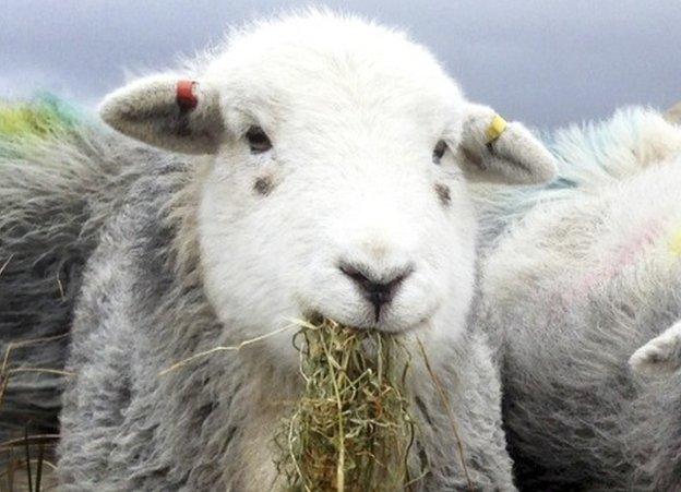 A sheep eating hay