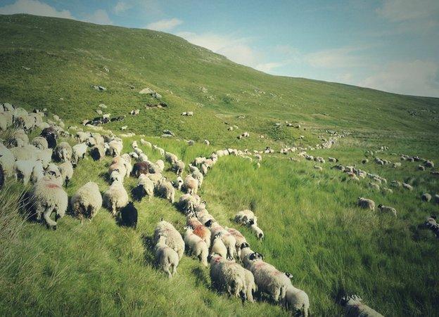 Sheep on a Lake District hill