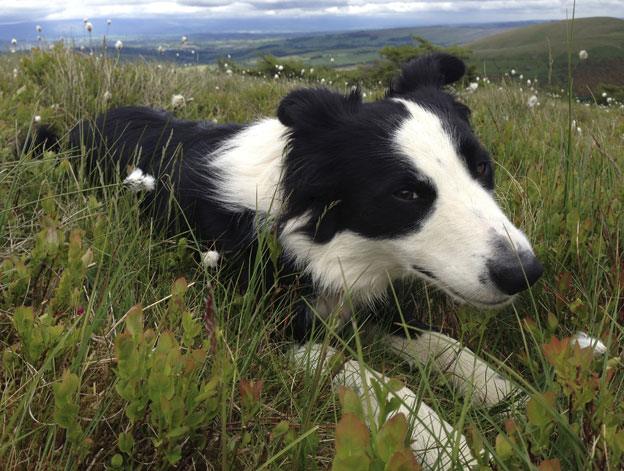 A sheep dog