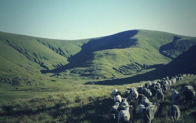 The landscape - with a herd of sheep