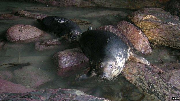 Seals