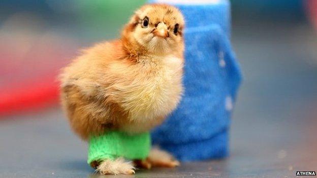 Roley the chick with leg splints