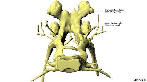 crustacean brain in 3D