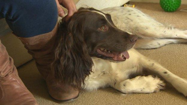 Diabetes sniffing dog, Jess