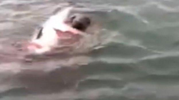 Seal feeding on a harbour porpoise