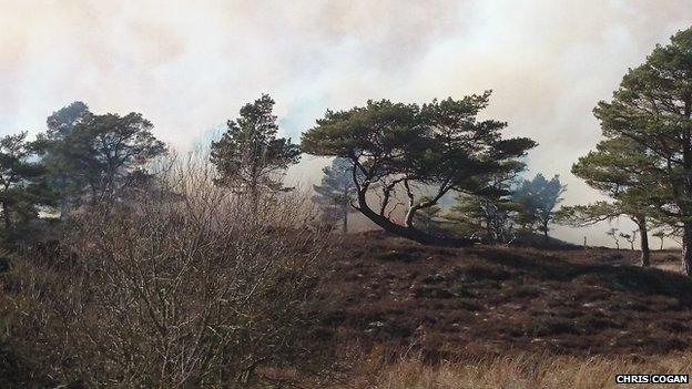 Smoke visible above the trees