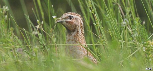 Common quail