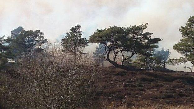 Smoke visible above the trees