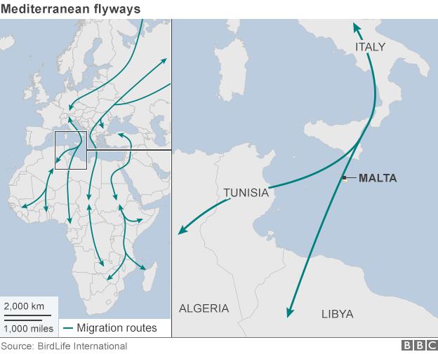 Map of bird migration routes