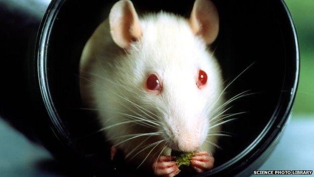 Albino lab rat