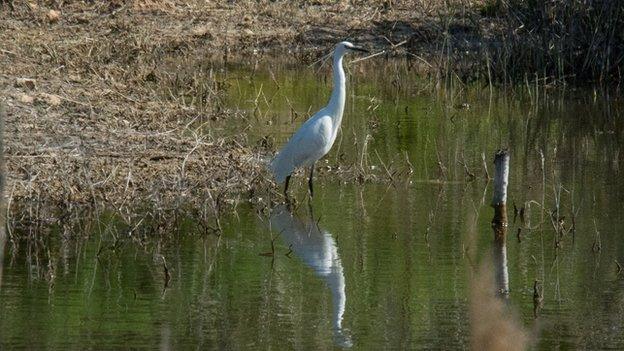 The Little egret (white bird)