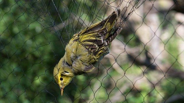 Bird in a net