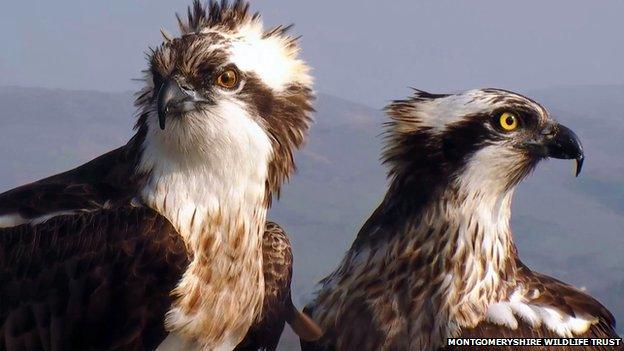 ors Dyfi ospreys