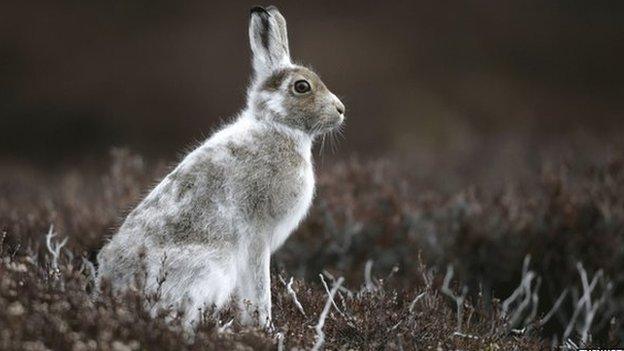 Mountain hare