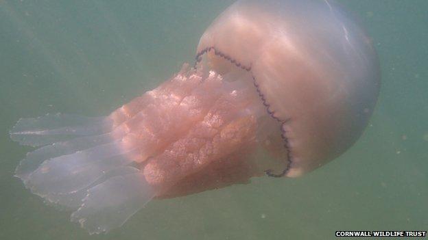 Barrel jellyfish in sea